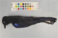 藏品(臺灣紫嘯鶇)的圖片